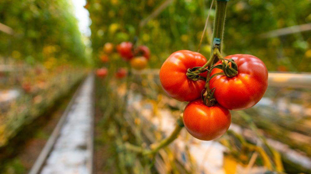 Water basin for tomatoes greenhouses, Poland