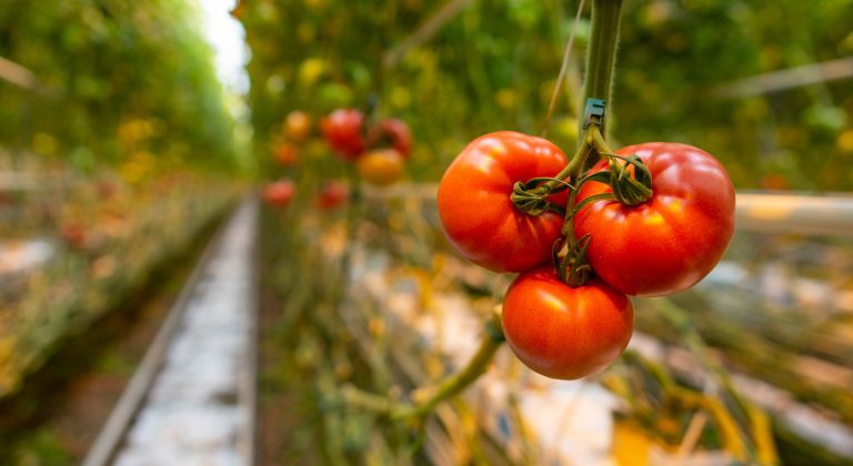 Water basin for tomatoes greenhouses, Poland